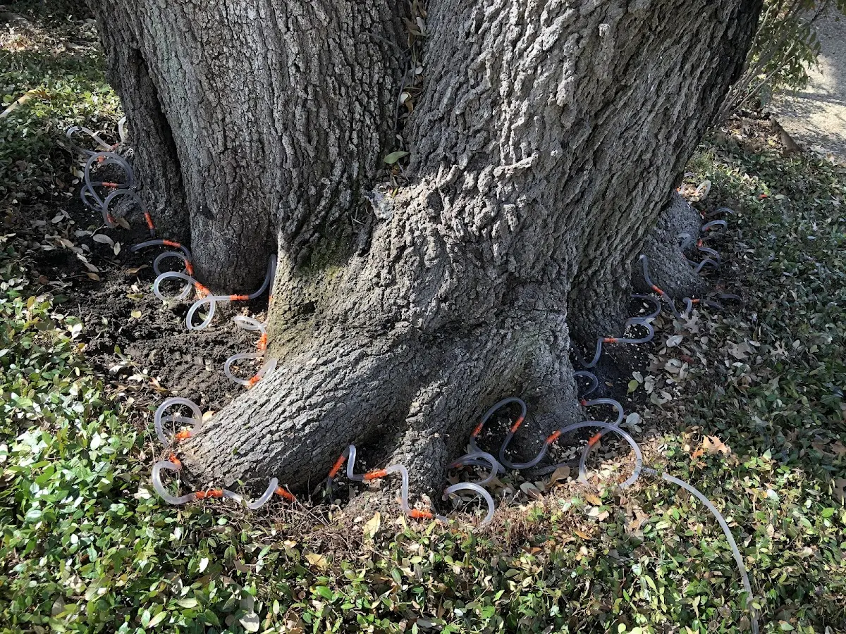 Detailed Tree Cabling and Bracing job site in Tollesboro