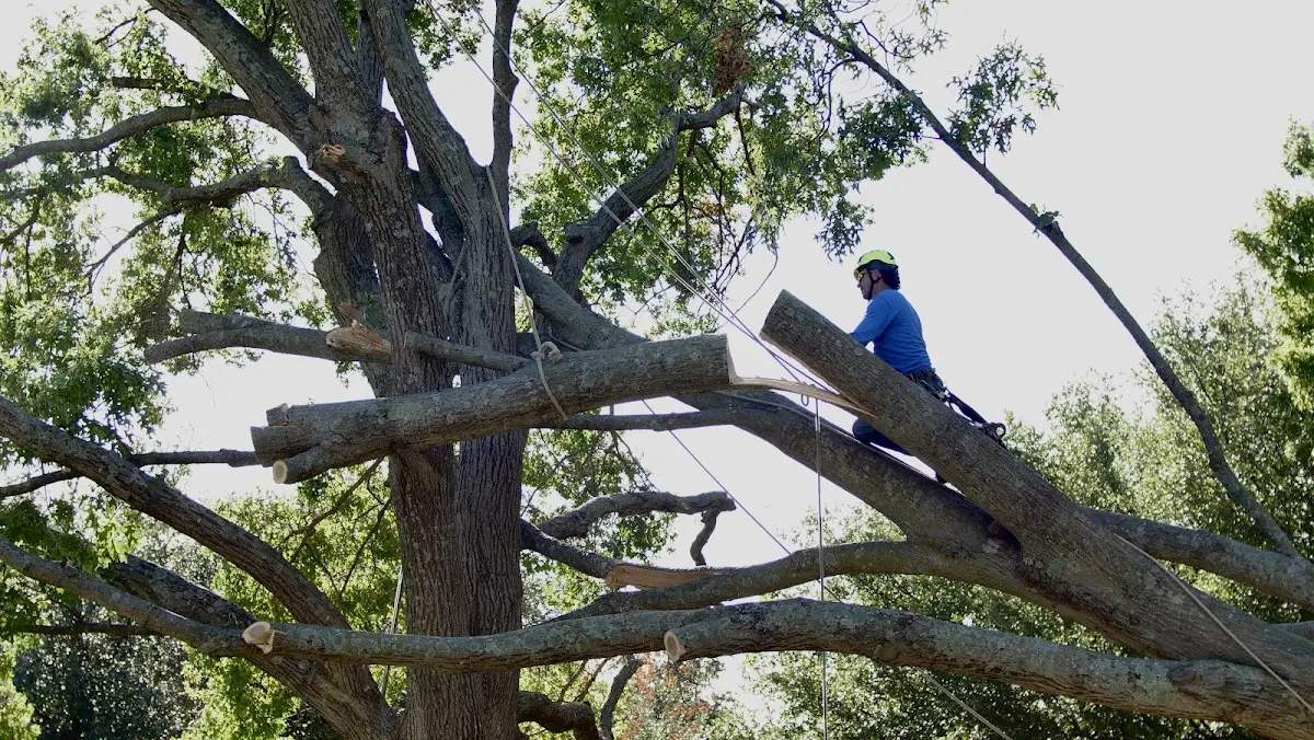 Professional Crown Thinning performed by certified arborists in Tollesboro