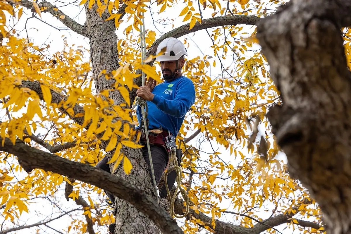 Skilled Storm Damage Cleanup crew working in Tollesboro