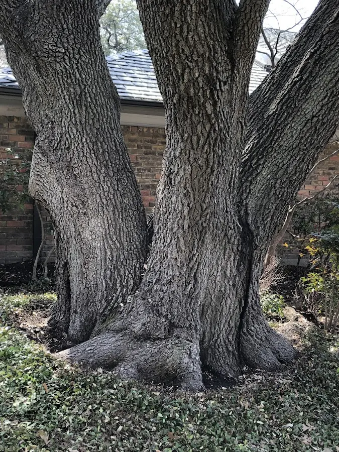 Mature heritage tree close to a Tollesboro property cared for by certified arborists